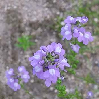 マツバウンラン の投稿画像一覧 Greensnap グリーンスナップ