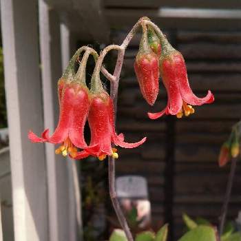 たこさんウインナー の投稿画像一覧 Greensnap グリーンスナップ