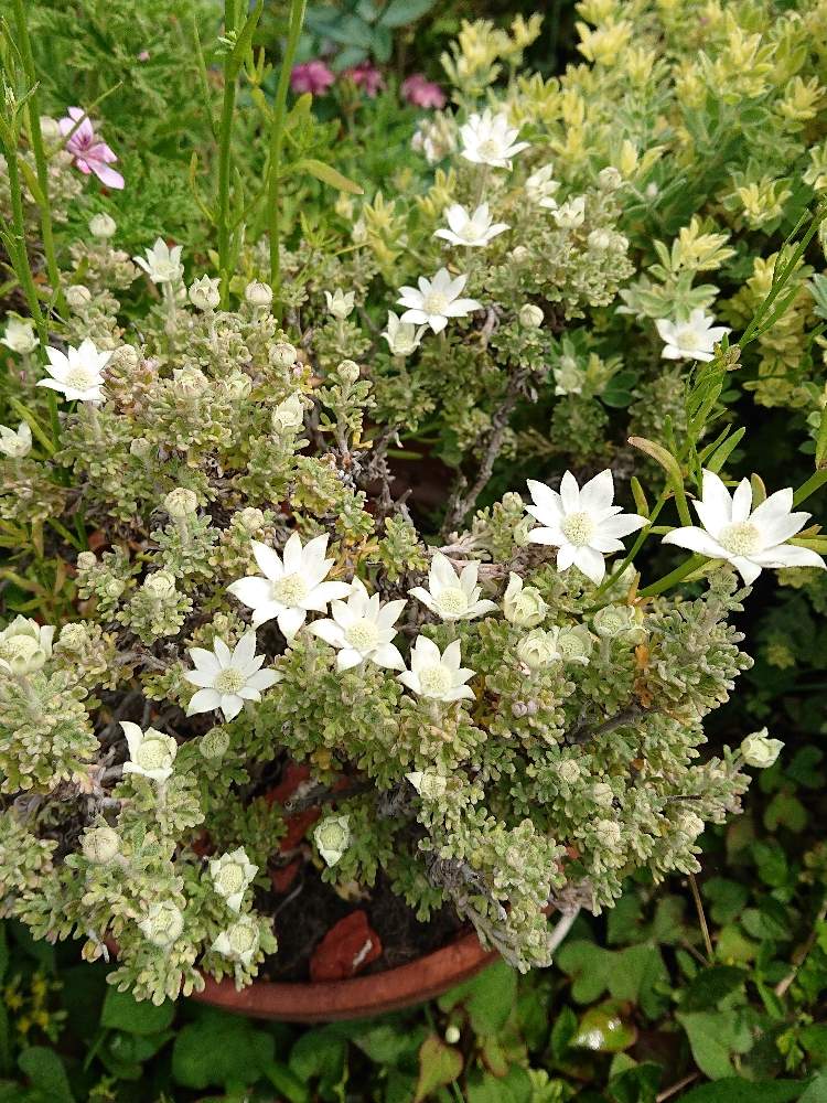 ガーデニングの投稿画像 By ちろちんさん 白い花と花のある暮らしとフランネル フラワー 月5月26日 Greensnap グリーンスナップ
