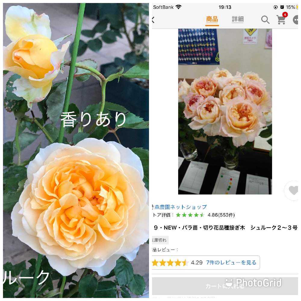 うふふの切り花種 薔薇の記録つくりました Greensnap グリーンスナップ