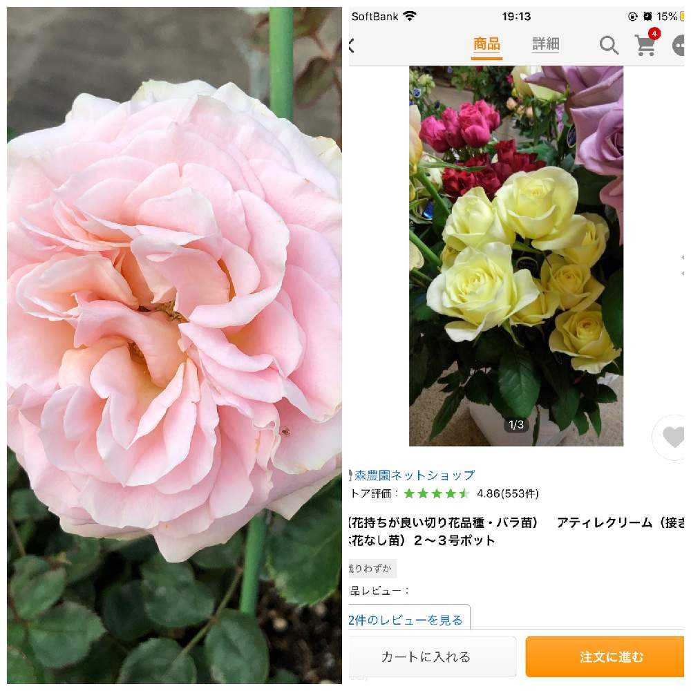 うふふの切り花種 薔薇の記録つくりました｜🍀GreenSnap