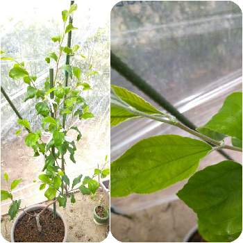 蜜ナツメ蕾の投稿画像一覧 Greensnap グリーンスナップ 蜜ナツメ蕾の投稿画像一覧 Greensnap グリーンスナップ