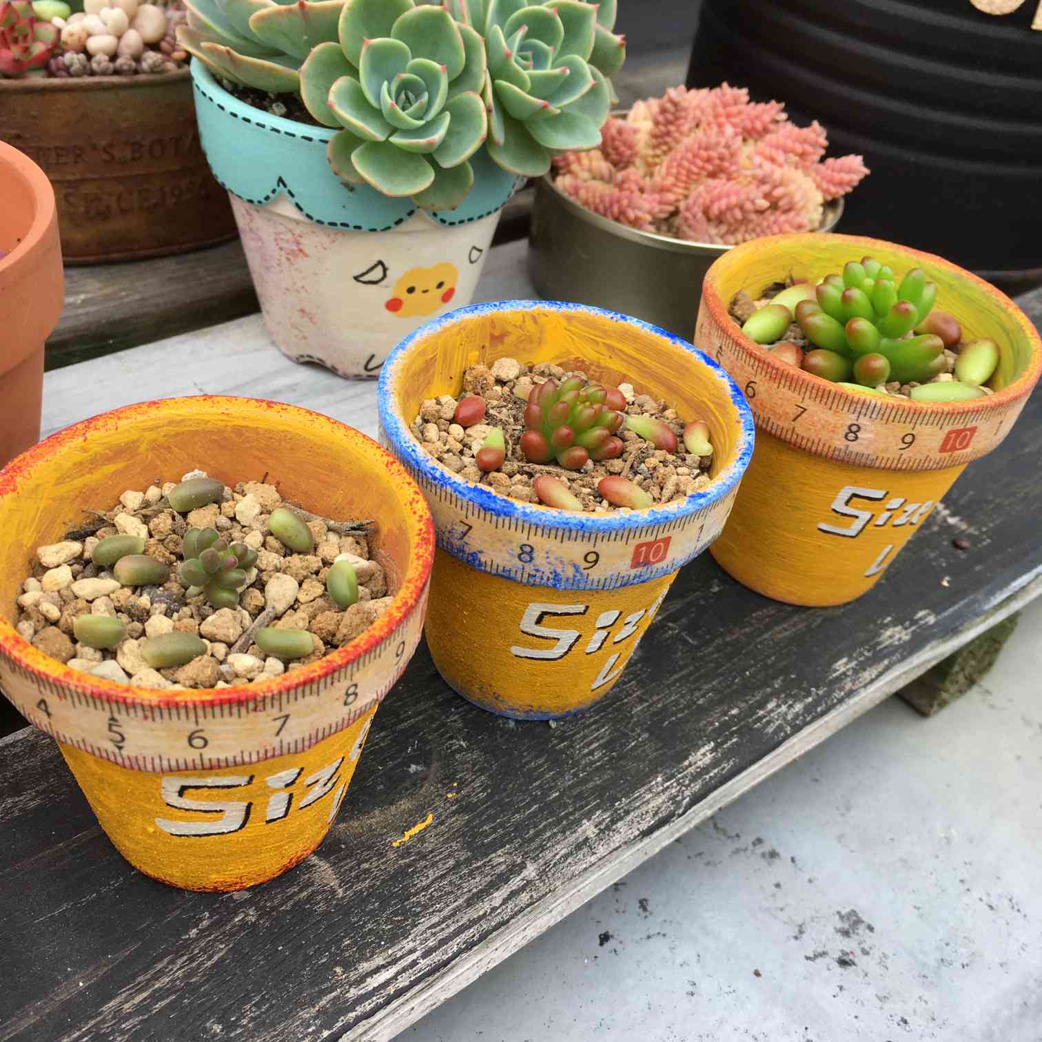 🍓たまたまべりぃチャレンジ🍇スタート編｜🍀GreenSnap（グリーン