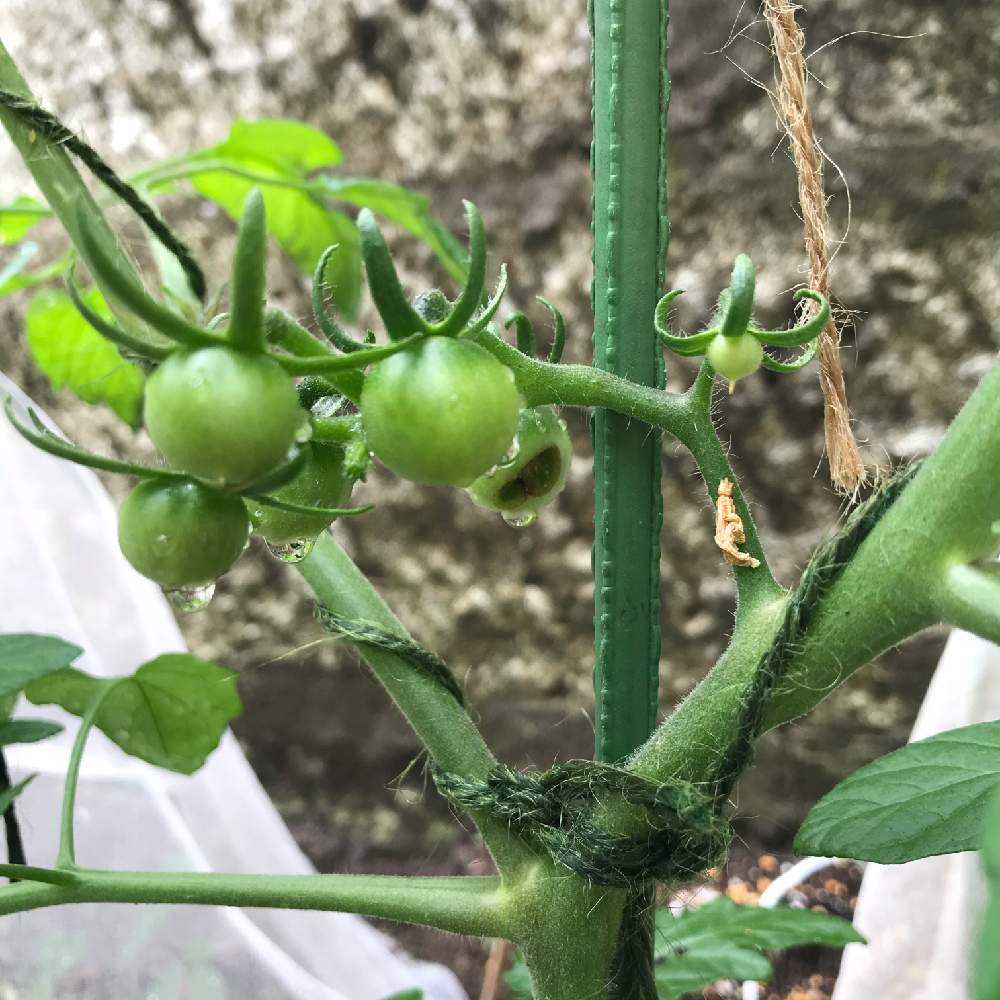 初めて植えたミニトマト 9 12終了 Greensnap グリーンスナップ