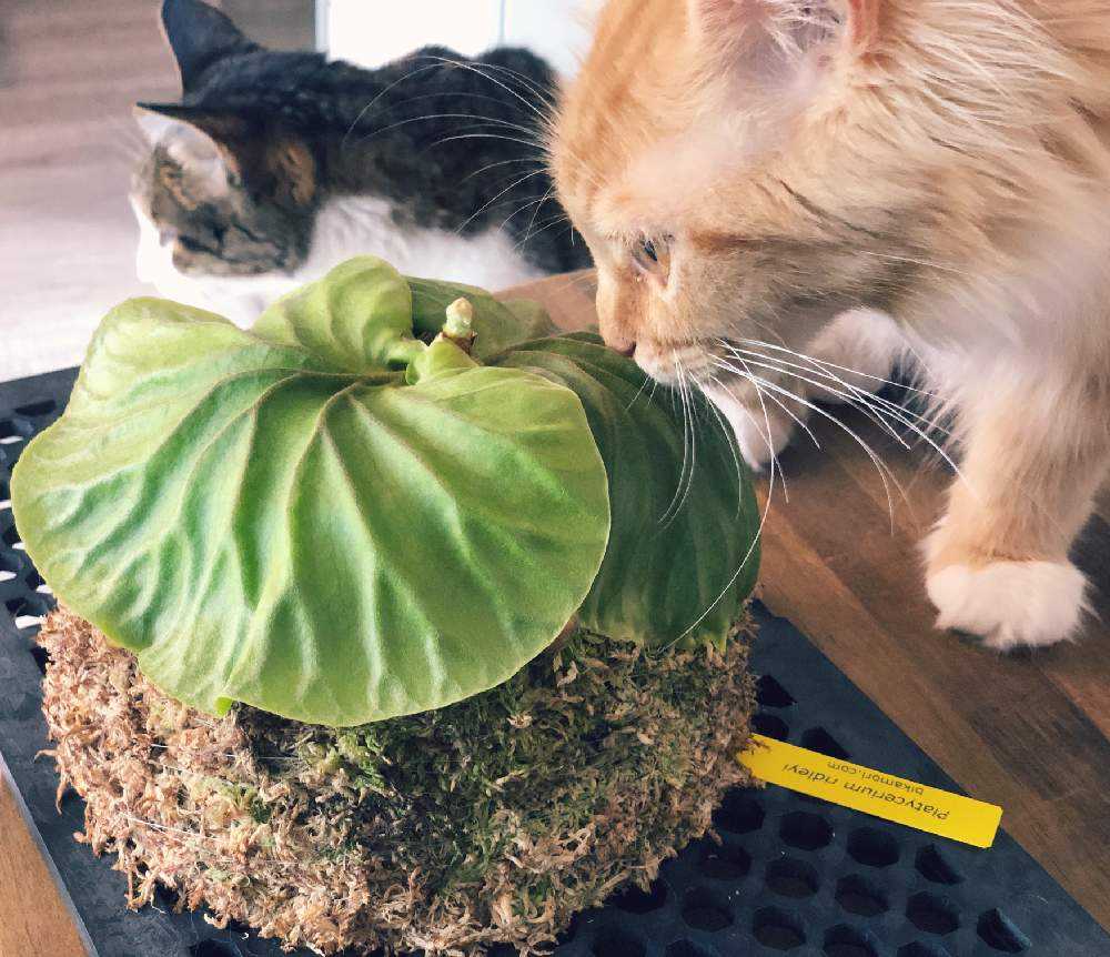 1590459329184_thum_947876_phot