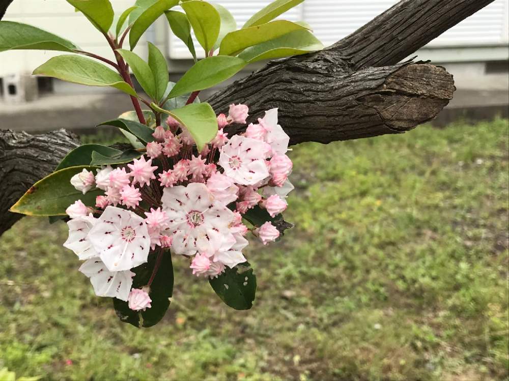 印刷可能 カルミア 花言葉 怖い カルミア 花言葉 怖い