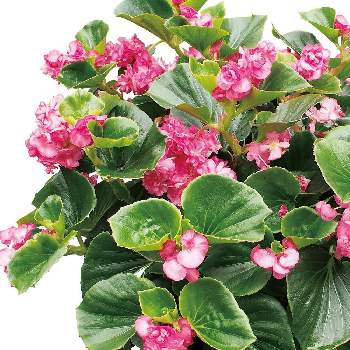 ベゴニア ダブレット Proven Winners Pw ガーデニング 園芸 花苗 低木 多肉植物 花 植物