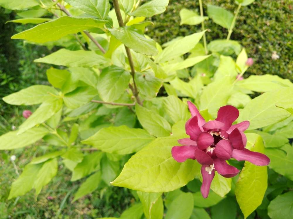 クロバナロウバイ アフロディーテの投稿画像 By D Sugarさん 月5月26日 Greensnap グリーンスナップ