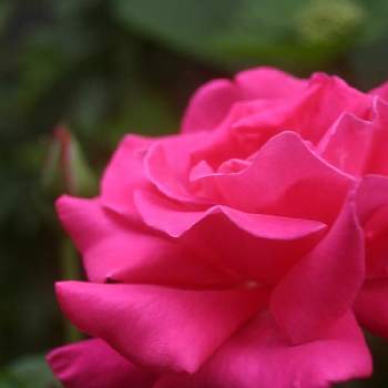 薔薇のアルバムの画像 by ヤマボウシさん | 小さな庭とプリンセス・チチブと薔薇のアルバムとおうち園芸と自宅の薔薇と鉢植えと花のある暮らし