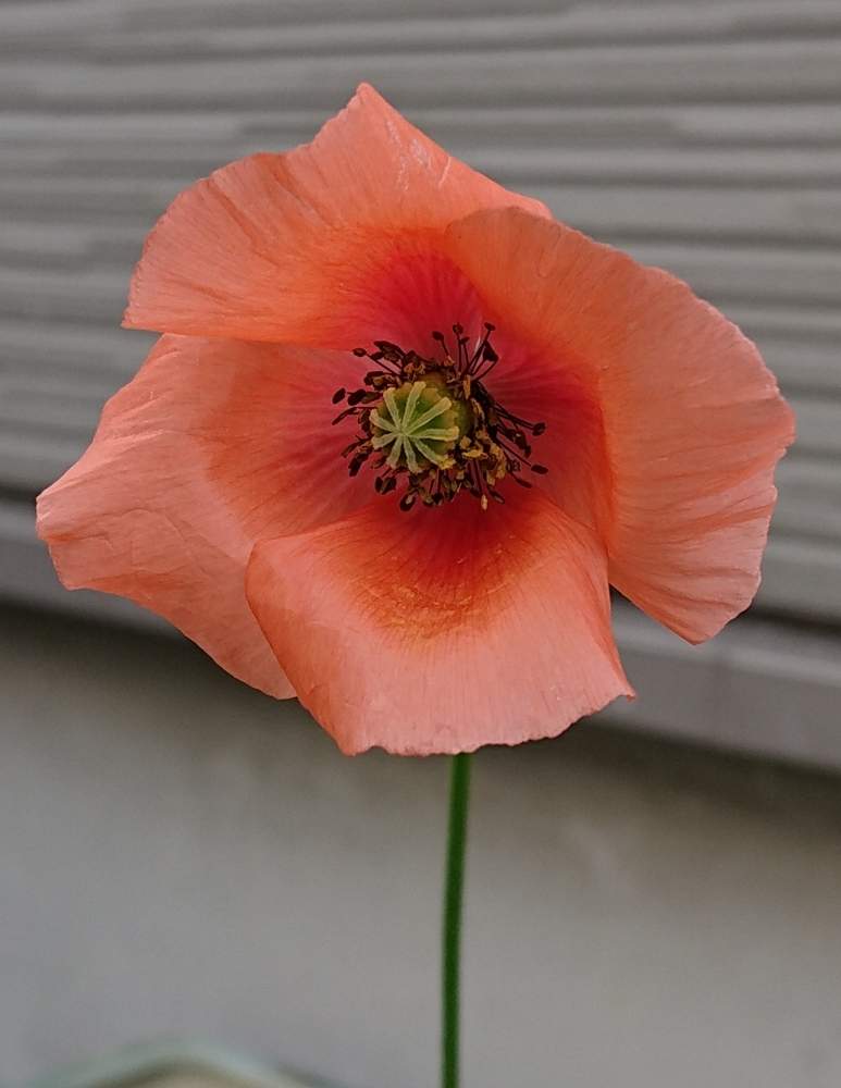 ポピー ながみひなげしの投稿画像 By 蛙くんさん 花のある暮らし 月5月26日 Greensnap グリーンスナップ