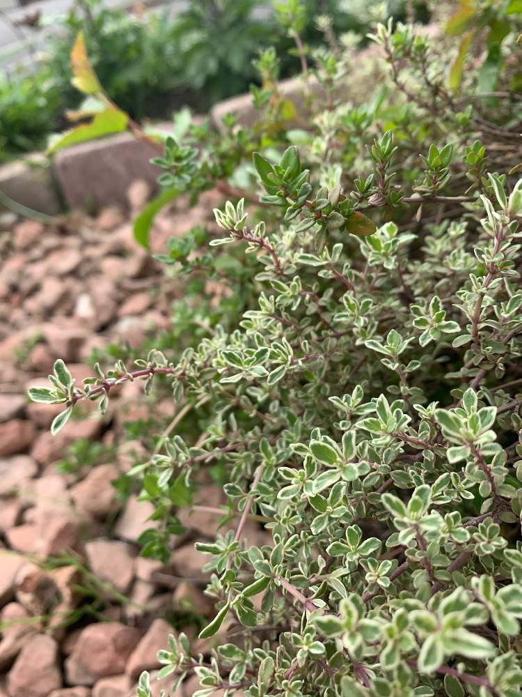 シルバータイムの投稿画像 By Nao1013さん カラーリーフと小さな花壇と砂利だらけの庭とハーブのある暮らしとカラーリーフガーデンと葉脈フェチとハーブ大好き とリーフ 月5月26日 Greensnap グリーンスナップ シルバータイムの投稿画像 By Nao1013さん カラーリーフと小さな花壇と砂利だらけの庭とハーブのある暮らしとカラーリーフガーデンと葉脈フェチとハーブ大好き とリーフ 月5月26日 Greensnap グリーンスナップ