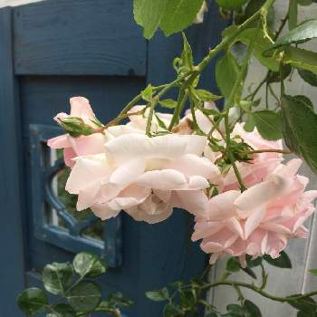 つるバラ ニュードーンの投稿画像一覧 Greensnap グリーンスナップ