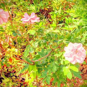 薔薇は憧れの画像 by サタティさん | 自宅近くにと薔薇は憧れと高槻市と絵画のようにと葉の色合いと昼下がりのとき
