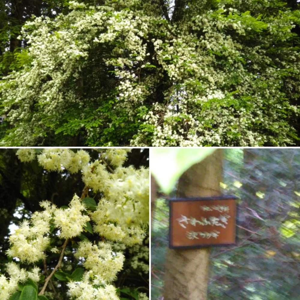 サワフタギの投稿画像 By ケニチさん 初めて見ましたと仙台市野草園となんだこりゃ と背の高い木と白い花と小さな花 月5月26日 Greensnap グリーンスナップ