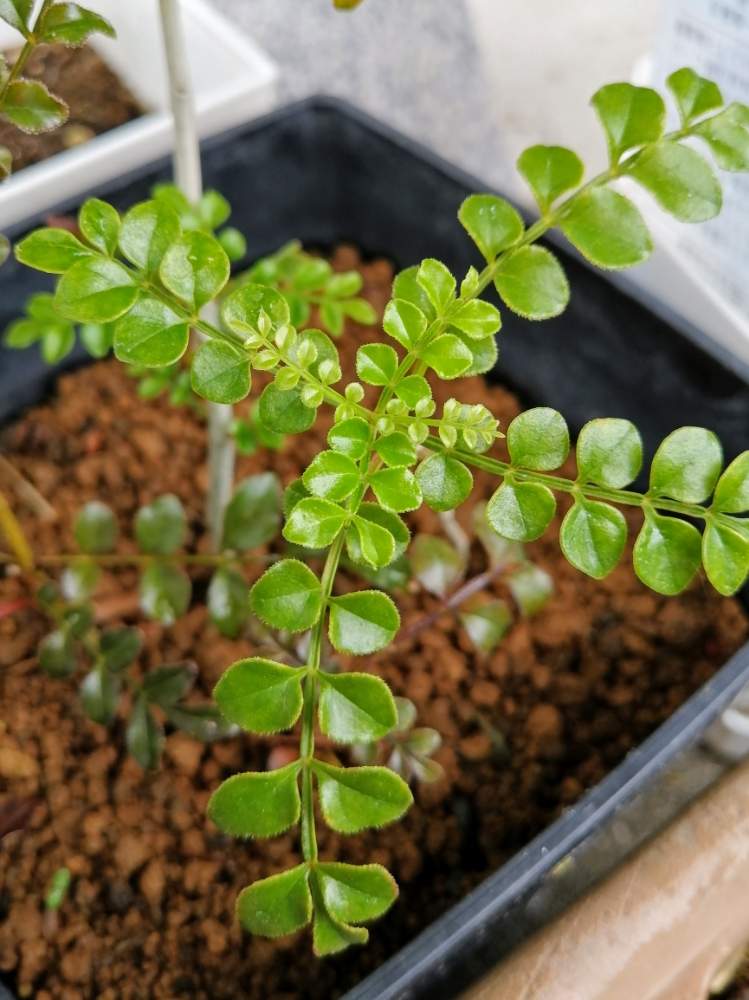 シルクジャスミンの投稿画像 By はなさん 月橘とオレンジジャスミンと携帯カメラと鉢育ち 月5月26日 Greensnap グリーンスナップ