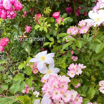 薔薇 バレリーナの投稿画像一覧 Greensnap グリーンスナップ