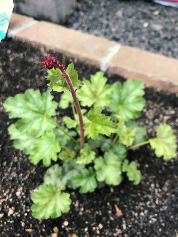 ヒューケラパリの投稿画像 By Rimaさん 花壇とおうち園芸とガーデニングと花のある暮らしと北海道 月5月26日 Greensnap グリーンスナップ