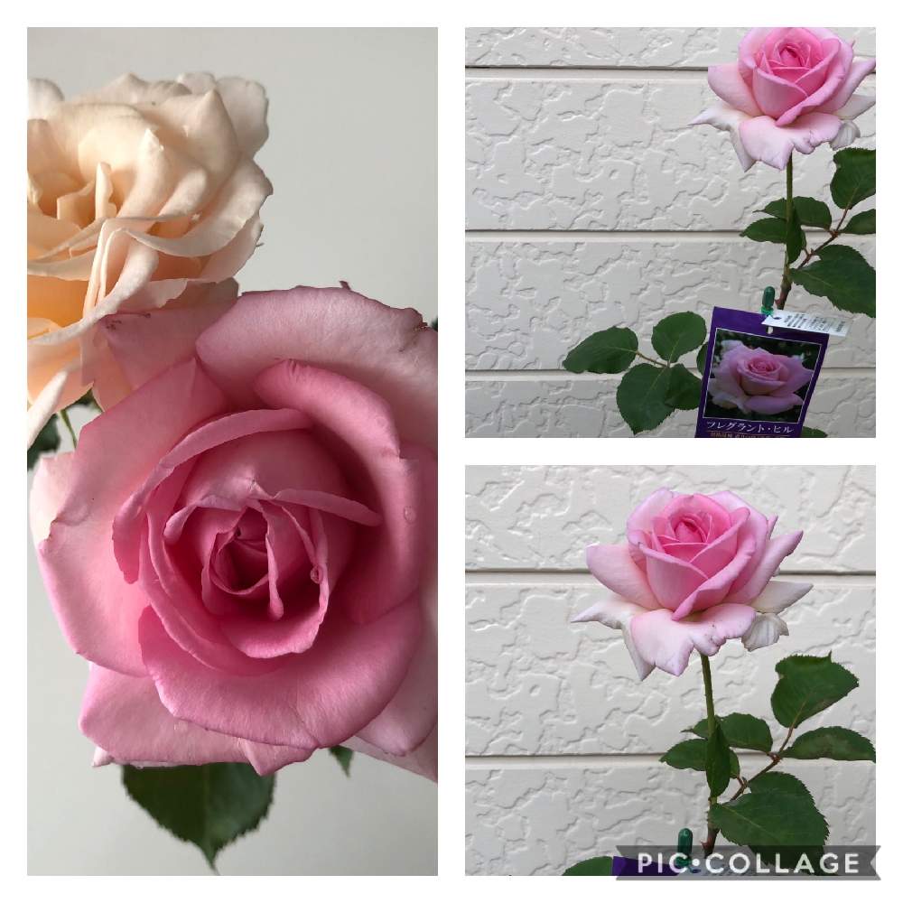 フレグラントヒル 成長記 Greensnap グリーンスナップ