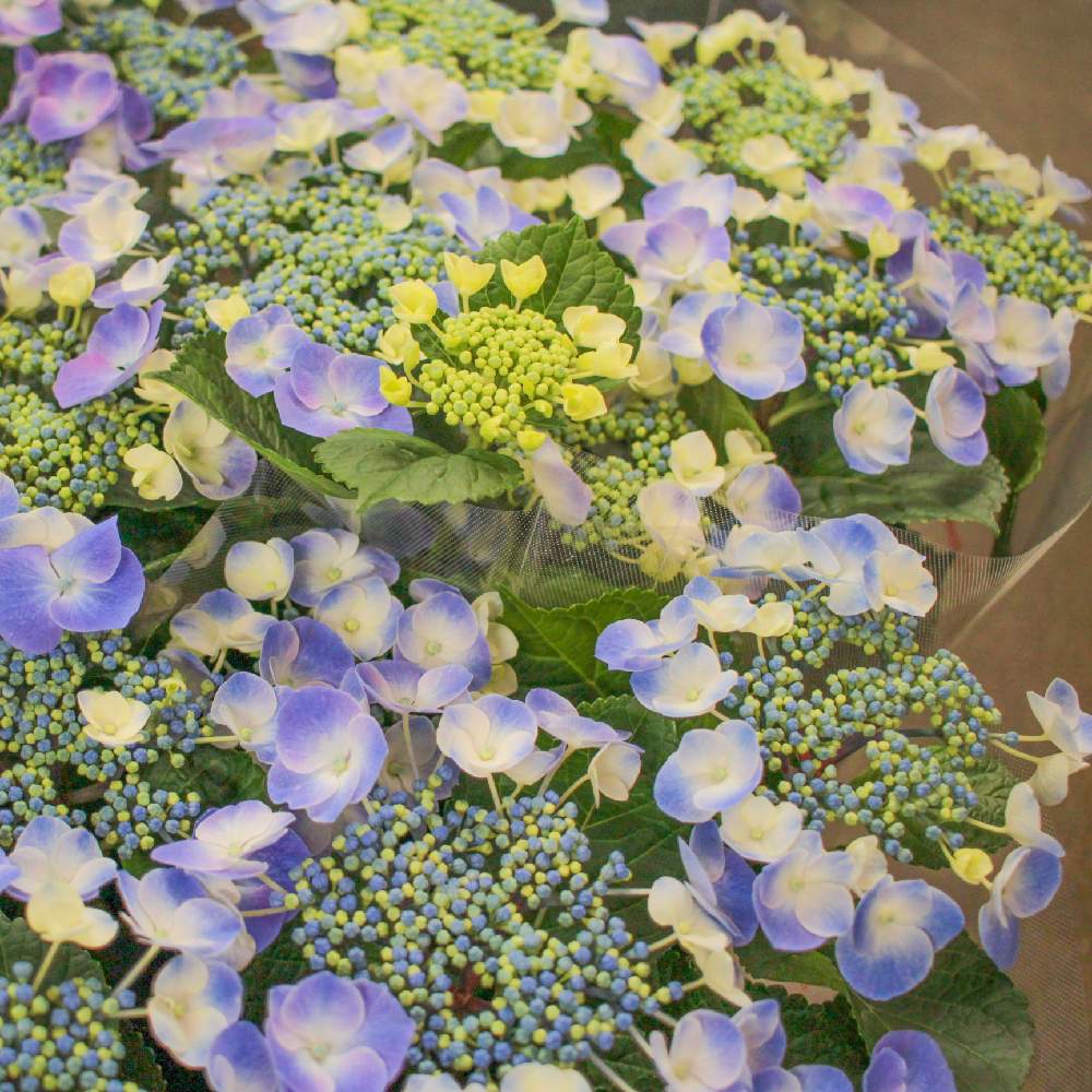 アジサイの投稿画像 By ナーセリーナカムラさん 紫陽花とあじさいとアジサイ ドラゴンアイとアジサイ好きと和歌山 園芸店と花好き写真と園芸店と花の写真とあじさい大好きと青い花とhydrangeaと和歌山県と紫陽花 アジサイ あじさいとアジサイ 紫陽花と和歌山県御坊市と花