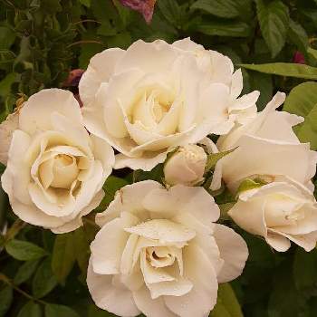 バラ　アイスバーグの画像 by ばら喜知さん | 小さな庭とアイスバーグとバラ アイスバーグと薔薇 アイスバーグとバラ  アイスバーグと薔薇アイスバーグとバラ　アイスバーグと心を癒す花♡と薔薇・バラ・ばらと薔薇男子と感動が止まらないと花に魅せられてとiPhone6sと素敵な出会いと素敵な時間とスマホ写真と素敵✨と花のある暮らしとスマホで撮影とばら 薔薇 バラと魅せられてと感動❣️とバラ薔薇ばらら～❤️とガーデ二ングとばらに魅せられてとiPhone撮影