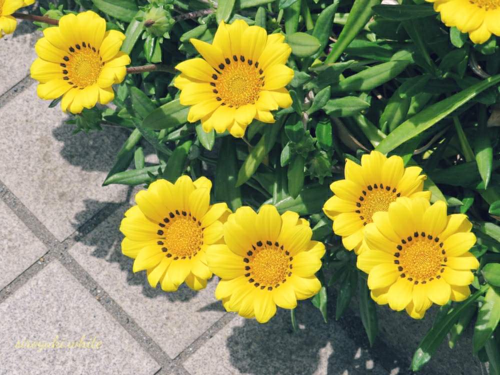 ガザニアの投稿画像 By しろさん 黒い点々と黄色と今日のお花と可愛いと色んな色 月5月26日 Greensnap グリーンスナップ
