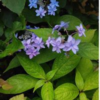 ガクアジサイの画像