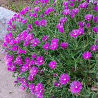 マツバギクの画像