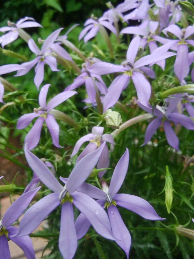 イソトマ ローレンティア フィズアンドポップの投稿画像 By Sa Chi Yさん 小さな庭と我が家の花壇と花のある暮らしとムラサキの花と我が家の花壇と花のある暮らしとムラサキの花 月5月26日 Greensnap グリーンスナップ Greensnap グリーンスナップ