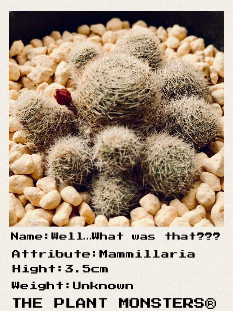 レブチア アルビフローラの投稿画像 By はなさんさん ｷﾎﾞｳﾉﾄﾓｼﾋﾞとﾏﾐﾗﾘｱ ﾅﾝﾀﾞｹﾄﾞﾈｰ と多肉植物とサボテン 科とおうち園芸とマミラリア属とキャラクターとコラボpicと親バカ全開 月5月26日 Greensnap グリーンスナップ