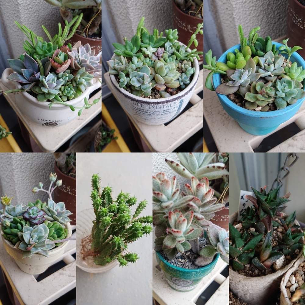 バルコニー ベランダの投稿画像 By Aymさん 多肉植物と団地のベランダ多肉と寄せ植えと多肉整理と放置多肉と成長中と多肉女子とタニラーとスパルタ多肉 と放置の力と鉢減らしとバルコニストと多肉植物と団地のベランダ多肉と寄せ植えと多肉整理と放置多肉と成長中と多肉