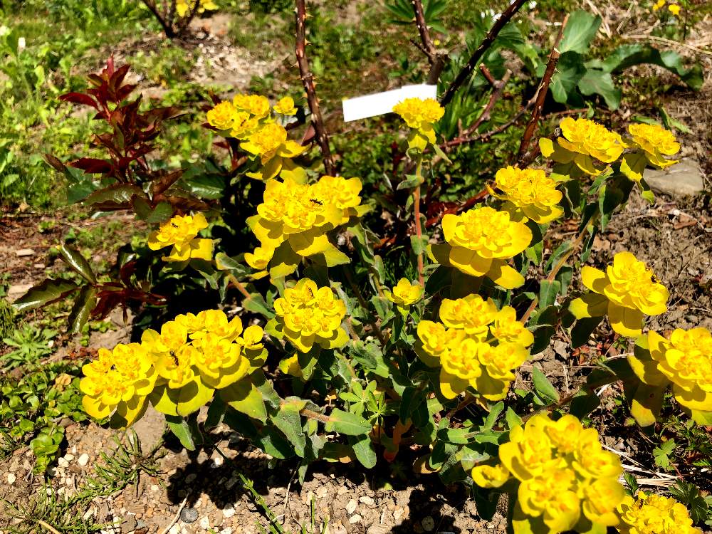 ユーフォルビアポリクロマの投稿画像 By よー ٩ ᐛ وさん キュンキュン乙女倶楽部とキュンキュン乙女倶楽部no 151と北の大地北海道とバラと夢clubと今年の黄色 月5月26日 Greensnap グリーンスナップ