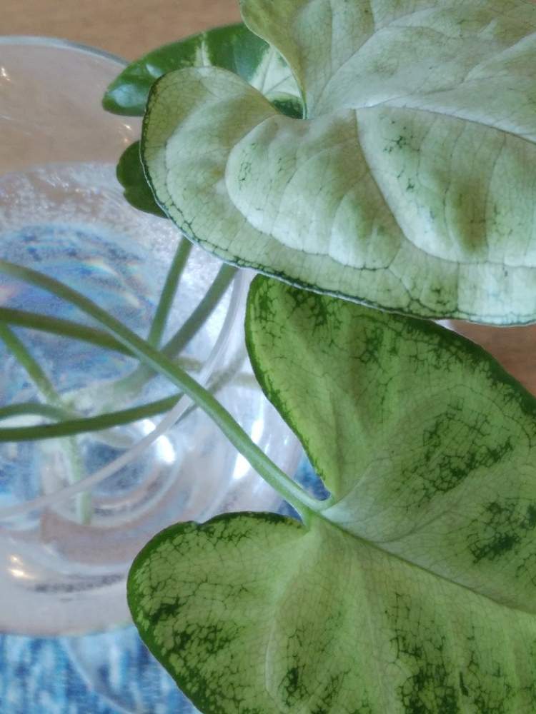 シンゴニウムの投稿画像 By Seiさん 観葉植物と北海道 月5月26日 Greensnap グリーンスナップ