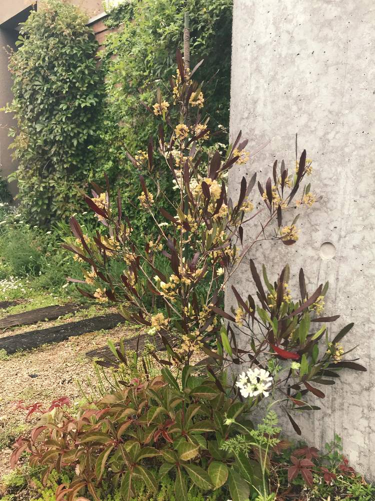 ドドナエアの投稿画像 By ソラミさん おうち園芸と おうち園芸 フォトコンテスト 月5月26日 Greensnap グリーンスナップ