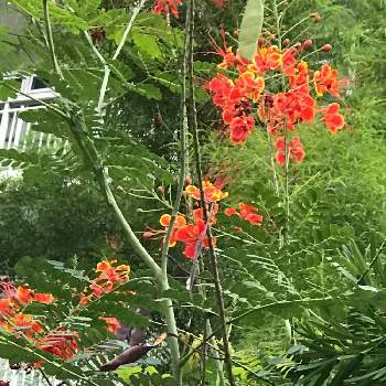 オオゴチョウ 大胡蝶 の投稿画像一覧 Greensnap グリーンスナップ