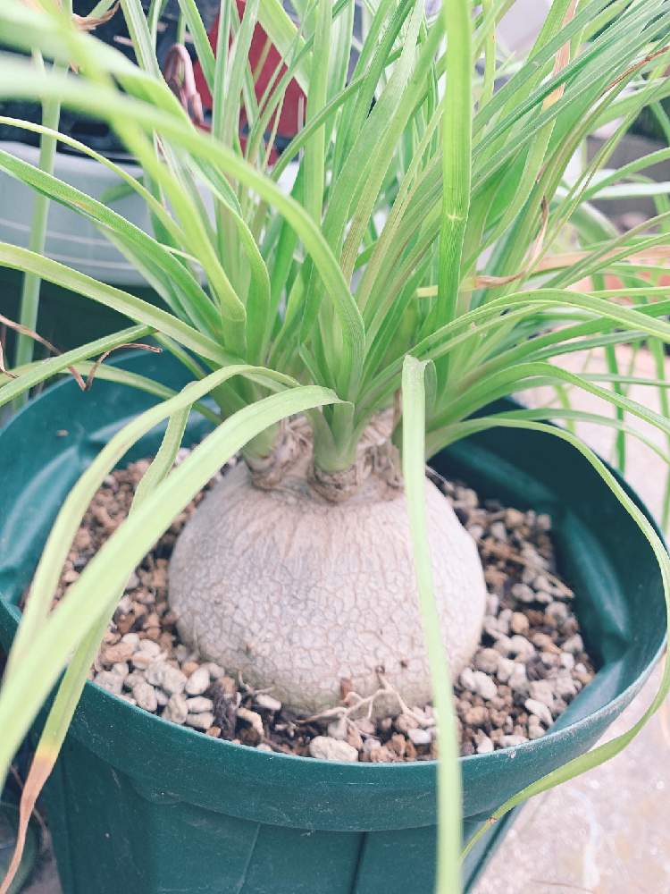 トックリラン ポニーテール の投稿画像 By ヤスさん 小さな庭とマイ コレクションと激安 と小ぶりでかわいいと子株ちゃんとおうち園芸と植中毒と小さな楽しみとこうなりました と植物貧乏とマイ コレクションと激安 と小ぶりでかわいいと子株ちゃんとおうち園芸と植