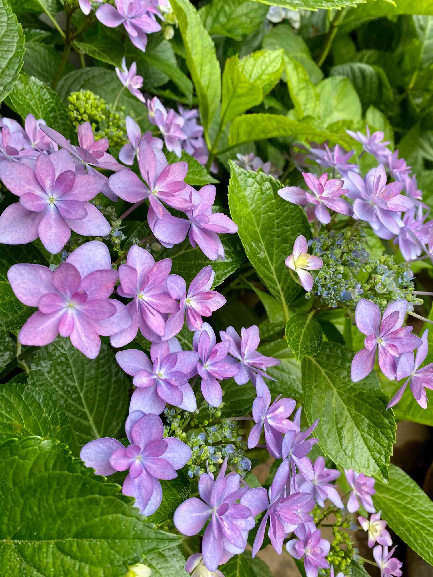 🎥 2019〜20年 🌱紫陽花 ダンスパーティー（剪定後の記録）｜🍀GreenSnap（グリーンスナップ）