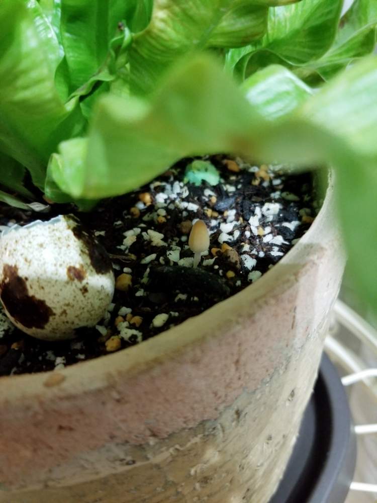 エメラルドウェーブの投稿画像 By Ouchicafe さん 部屋と観葉植物とエメラルドウェーブ と おうち園芸 フォトコンテスト ときのこときのこが生えたと可愛いと観葉植物とエメラルドウェーブ と おうち園芸 フォトコンテストときのこときのこが生え