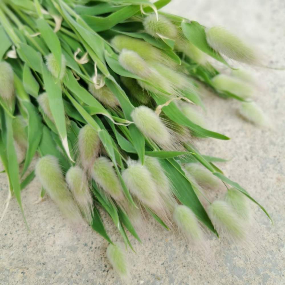 ラグラスの投稿画像 By Emmaさん ナチュラルドライフラワーと岩手県とドライフラワーとおうち園芸と おうち園芸 フォトコンテストと鉢植え 月5月26日 Greensnap グリーンスナップ