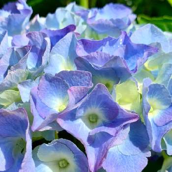 うっとりする紫陽花の投稿画像一覧 Greensnap グリーンスナップ