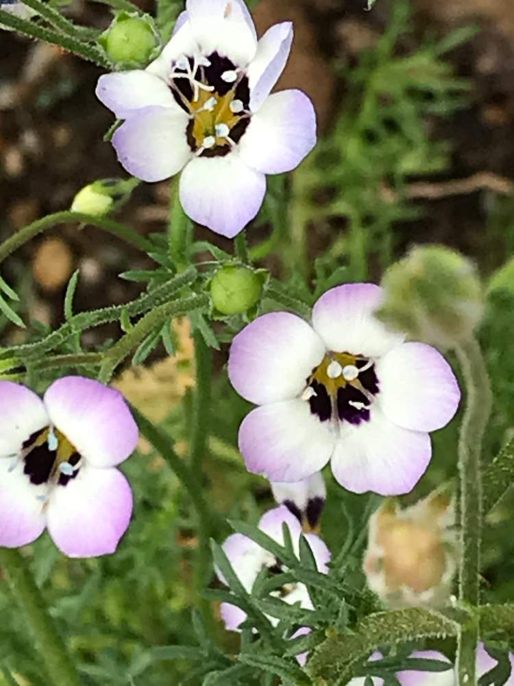 自己流ガーデニングの投稿画像 By わたぼうしさん 花のある生活と植物だいすきとおうち園芸とはるのお花 とまいがーでんときれいな色と大事に育てたいと花のある暮らしとお花好きとインテリアグリーン 月5月26日 Greensnap グリーンスナップ