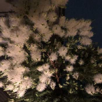 メラレウカ メディカルティーツリーの投稿画像一覧 Greensnap グリーンスナップ