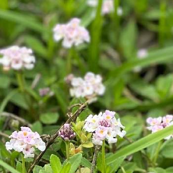 小さな野花の投稿画像一覧 Greensnap グリーンスナップ