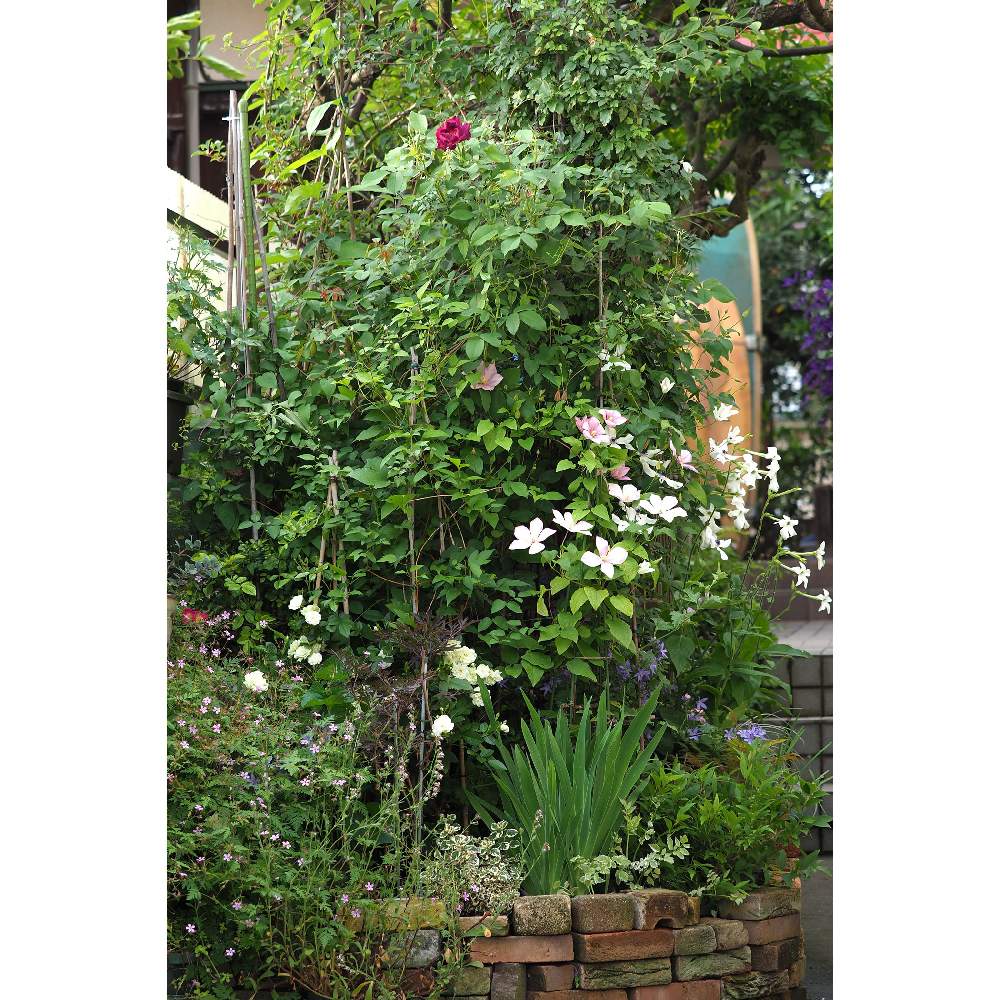 小さな庭の画像 by 我楽多さん | 小さな庭といつもの箱庭とOM-D E-M1ⅡとOLY 40-150mm F2.8 Proと五月の箱庭といつもの箱庭（正面）と５月の花