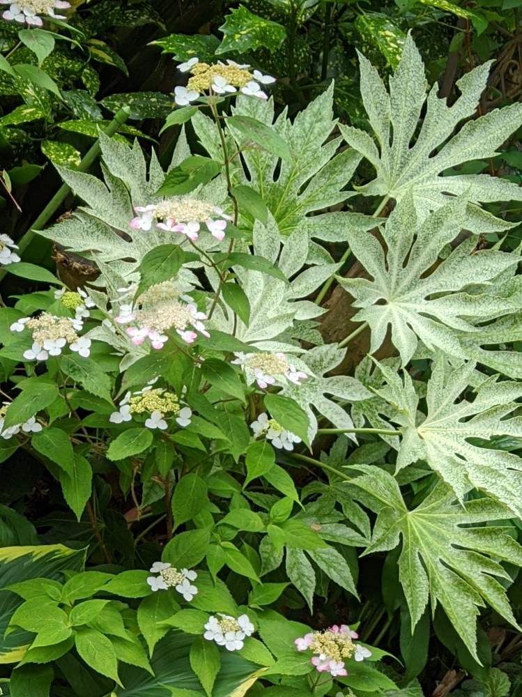 山アジサイ 紅の投稿画像 By Monmoさん 斑入りヤツデと山アジサイ 紅と斑入りヤツデ 月5月26日 Greensnap グリーンスナップ Greensnap グリーンスナップ