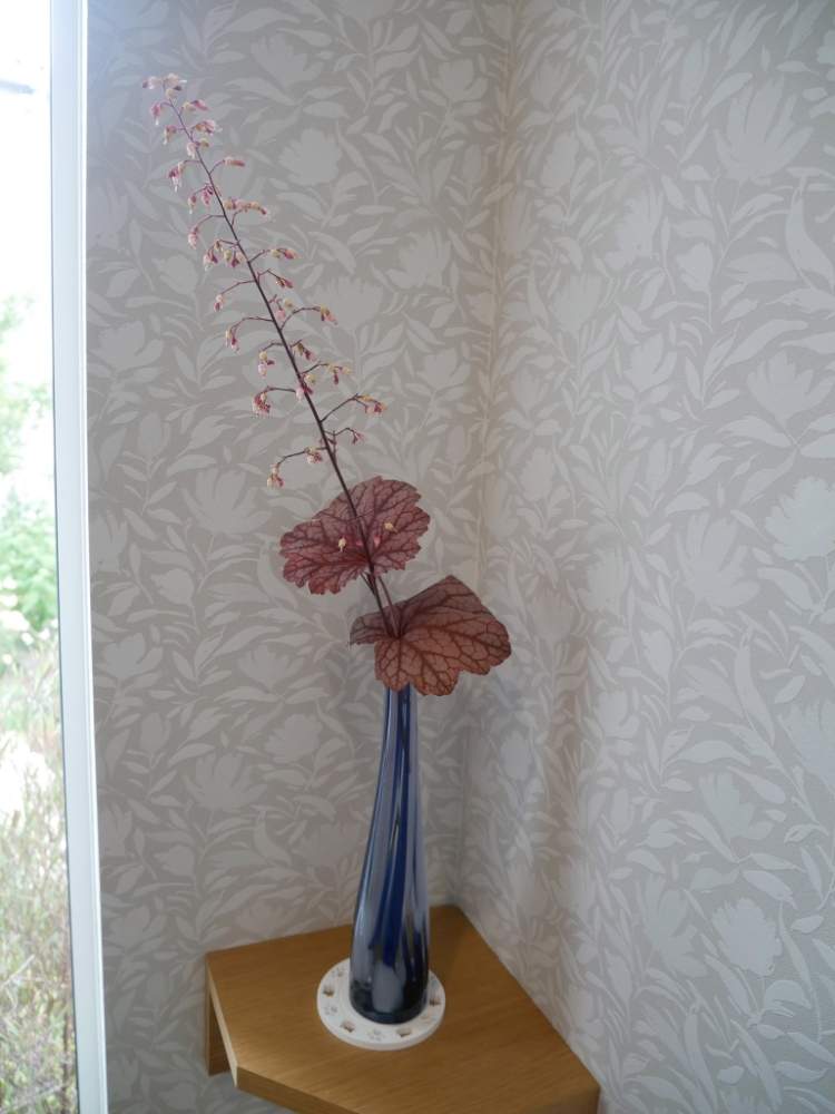 ヒューケラの投稿画像 By 花の首飾りさん ヒューケラ スイートプリンセスとピンクの花とおうち時間と庭の花とpwと可愛い花と葉っぱとgs映えとおうち園芸とおうちで飾るお花 とprovenwinnersと 春のガーデニングとガーデンリンクと花のある暮らしとかわいいとおうち