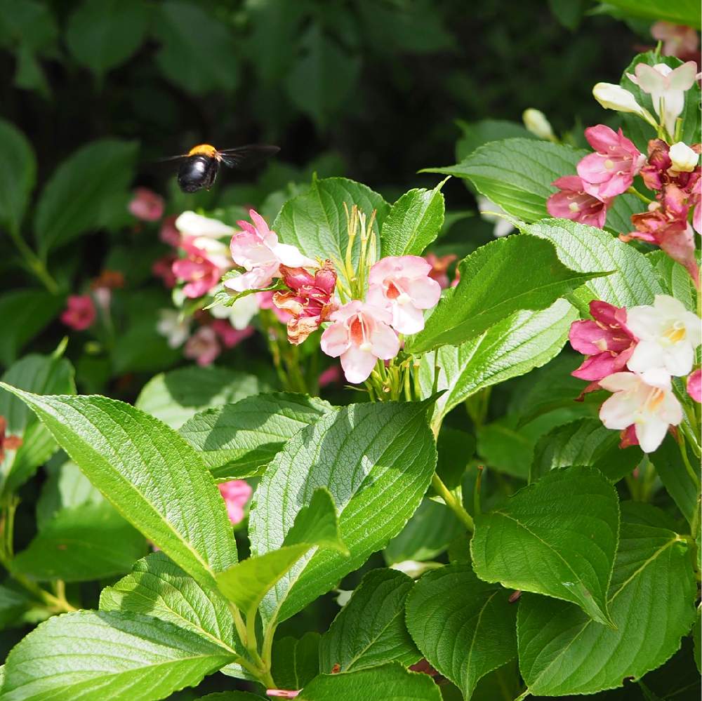 スイカズラ科 ハコネウツギの投稿画像 By Nomadoさん ピンクの花と近所の公園と初夏と浦安 月5月27日 Greensnap グリーンスナップ