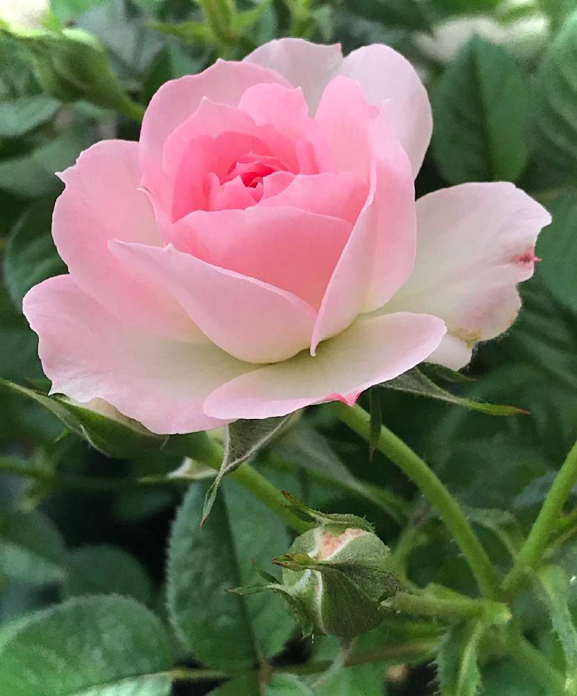 綺麗 の投稿画像 By Hitomiさん マイフラワーと幸せとさいた と ハッピーとありがとう とバラ ミニ薔薇 と私の癒しと感謝とフラワーフォトとさんきゅ とラブ と美しいとキュートと夢の世界と花のある暮らしとかわいい 月5月27日 Greensnap グリーン