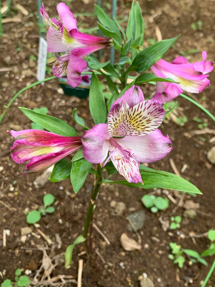 アルストロメリア スカイビームの投稿画像 By Mariakoさん アルストロメリアと梨愛ちゃんに とヒヤミカチ首里城 と医療関係者に感謝とこんな時こそ花をとひやみかち首里城 と 最前線のあなたへと届きますように と笑顔配達人 と医療現場の人々に感謝と