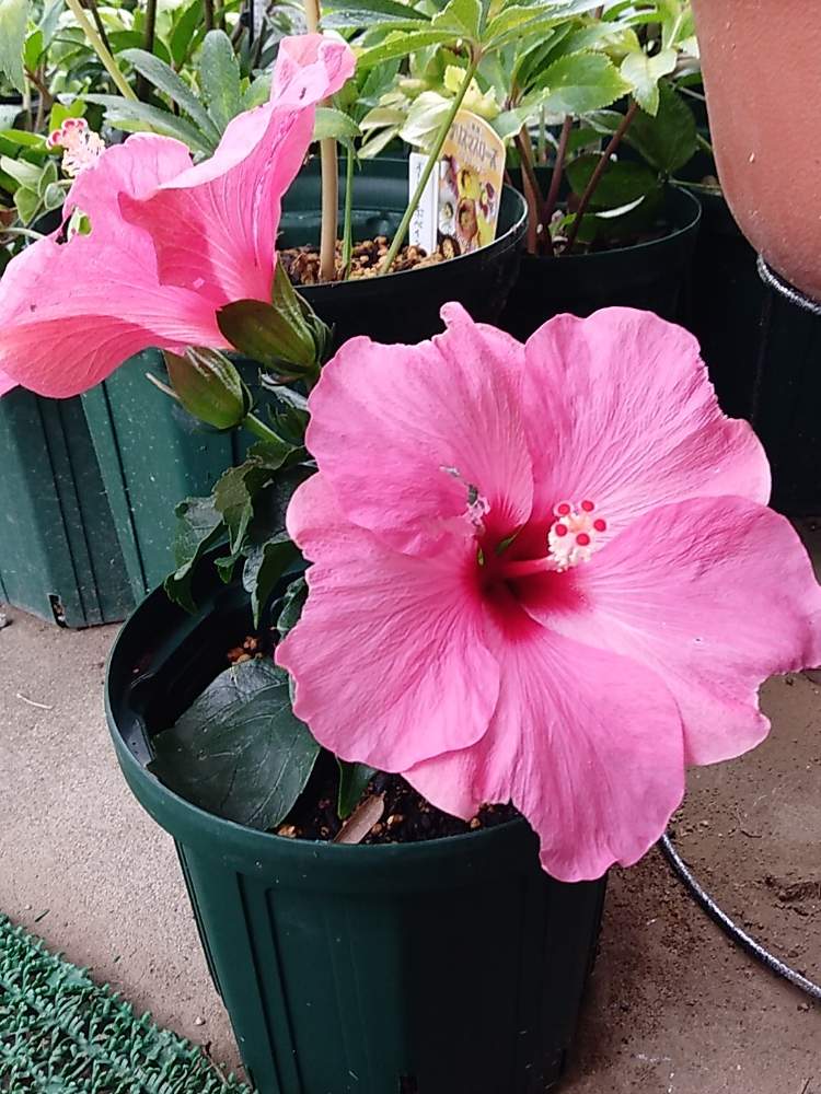 ハイビスカス アドニスピンクの投稿画像 By くまちゃんさん ピンクの花とおうち園芸とかわいい お花 と大好きな花とハイビスカス Loveと花のある暮らしとピンクの花とおうち園芸とかわいい お花 と大好きな花とハイビスカスloveと花のある暮らし 月5月27日
