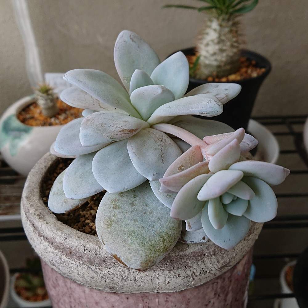 ﾗｳｲの投稿画像 By キメラさん 多肉植物と白い粉と多肉女子とみどりのまとめとタニラーとキメラの記録と成長記録 月5月27日 Greensnap グリーンスナップ